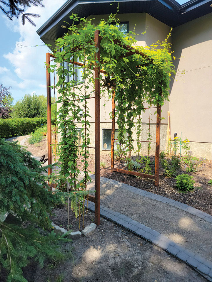 Corten steel Arbor centered over a limestone walkway with green vines winding through the sides and the roof