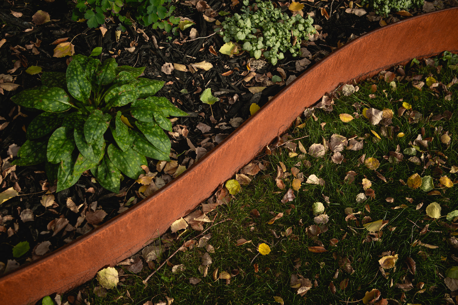 rolling Corten steel garden edging separating a planted flower bed from lush green lawn littered with fall leaves
